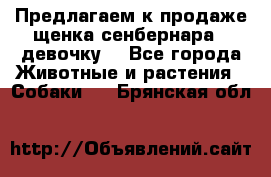 Предлагаем к продаже щенка сенбернара - девочку. - Все города Животные и растения » Собаки   . Брянская обл.